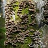 09 b Schluchensteig Etappe 4 - 6